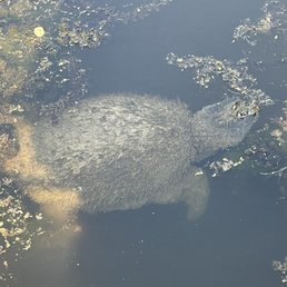 Snapping turtle in beaver Marsh.