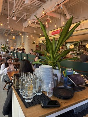 Shy Bird - Fenway by null