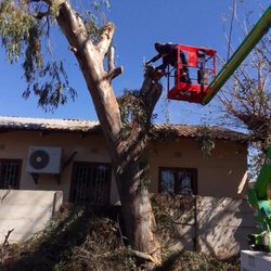 SP Service - Tree services