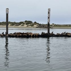 Coleman Park - Sea lions