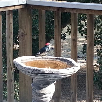 Hidden Oaks Village - Acorn Woodpecker getting a drink from the bird bath on our deck. They're so beautiful and gregarious. - Apartments Near Me - Atascadero, California