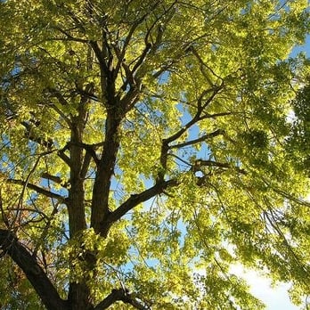 Rushton Tree Service - Tree Services Near Me - Castle Rock, Colorado Rushton Tree Service - Tree Services Near Me - Castle Rock, Colorado
