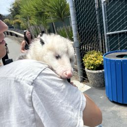 Blind possum - very sweet boy.