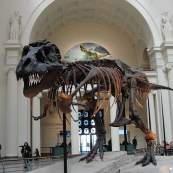 Field Museum - SUE!!! - Museums Near Me - Chicago, Illinois Field Museum - SUE!!! - Museums Near Me - Chicago, Illinois
