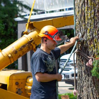 Jim's Tree Service - Tree Services Near Me Jim's Tree Service - Tree Services Near Me