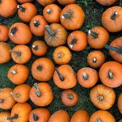Harris Hill Farm - Sugar pumpkins