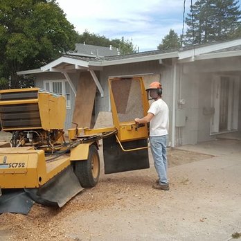 All About Trees - Tree Services Near Me - Penngrove, California All About Trees - Tree Services Near Me - Penngrove, California