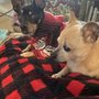 Photo of Jacque’s Dog cottage