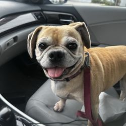 Dearborn Family Pet Care - They made her feel alllll better. thanks to the clinical and administrative staff.