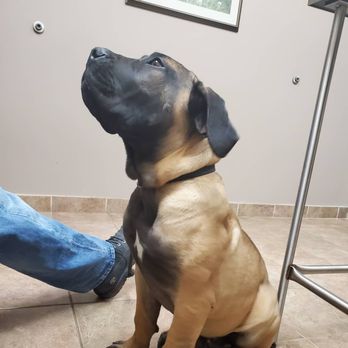 Northgate Veterinary Hospital - More Max - Veterinarians Near Me - Manteca, California