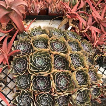 Daniel's Specialty Nursery - Nurseries & Gardening Near Me - Lakeside, California Daniel's Specialty Nursery - Nurseries & Gardening Near Me - Lakeside, California
