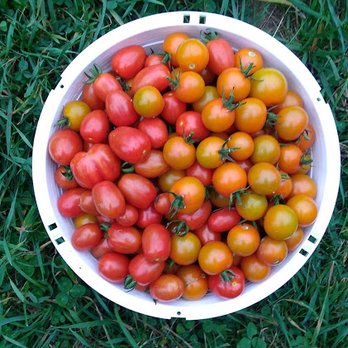 Cotyledon Farm - CSA Near Me - Leicester, Massachusetts