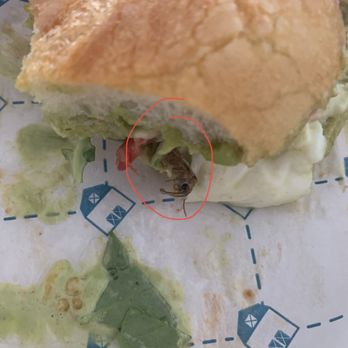 Blue Barn-Steiner - bug in food - Sandwiches Near Me - San Francisco, California Blue Barn-Steiner - bug in food - Sandwiches Near Me - San Francisco, California