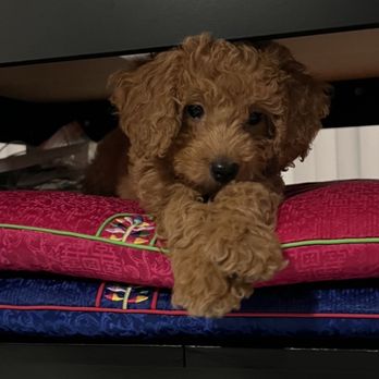 California Goldendoodle - Sandy - Pet Breeders Near Me