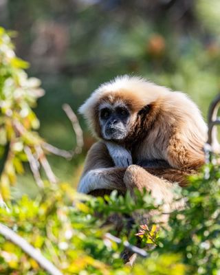 Oakland Zoo by null