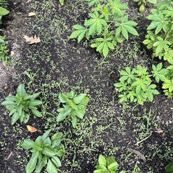 J.F. Krantz Topsoil & Nursery - This is the third round of weed sprouts from Krantz soil.