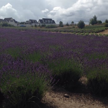 Purple Haze Lavender Farm - Lavender fields - Flowers & Gifts Near Me - Sequim, Washington Purple Haze Lavender Farm - Lavender fields - Flowers & Gifts Near Me - Sequim, Washington