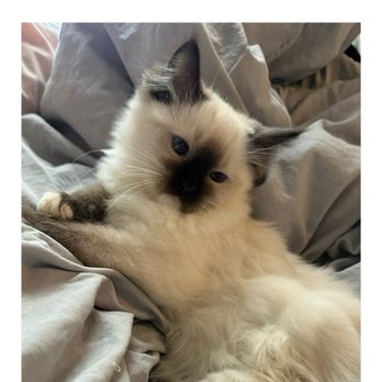 AdorableDolls Ragdolls - Pet Breeders Near Me AdorableDolls Ragdolls - Pet Breeders Near Me