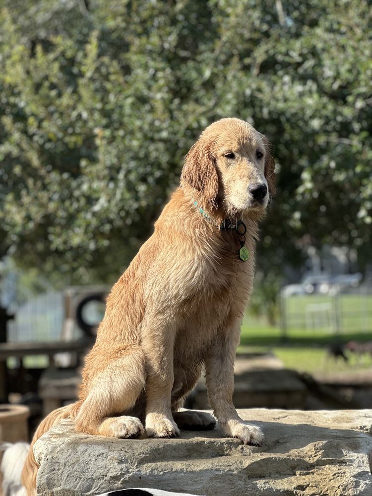 Doglando Image