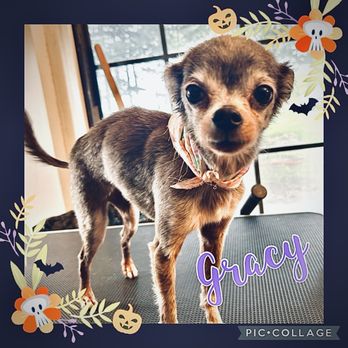 Country Dog Grooming - Gracy, 10 year old deer head chihuahua 9/2023 freshly groomed by Country Dog Grooming - Pet Boarding Near Me - Marion, Arkansas