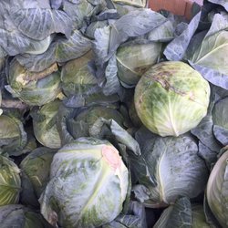 Tomion's Farm Market - Cabbages