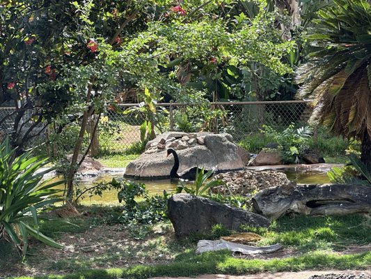Honolulu Zoo by null