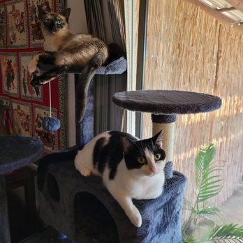 Fallbrook Animal Sanctuary - Our rescues - Animal Shelters Near Me - Fallbrook, California