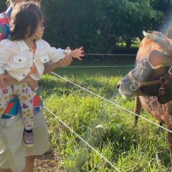 Common Ground Kauai - Getting to feed the cow - so fun for the kids - Attraction Farms Near Me - Kilauea, Hawaii