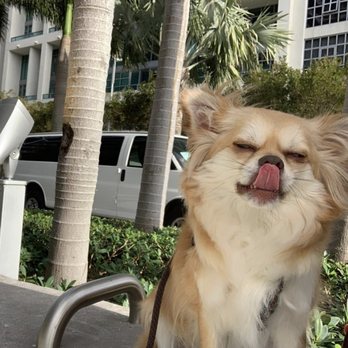 Paw Central - Puppy sitting - Pet Sitting Near Me - Miami, Florida Paw Central - Puppy sitting - Pet Sitting Near Me - Miami, Florida