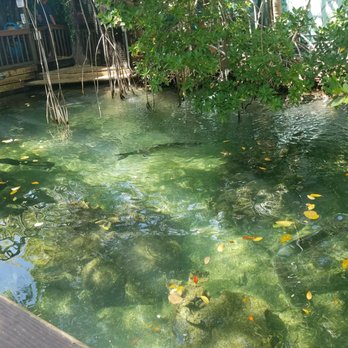 Key West Aquarium - Beautiful outdoor aquarium included! - Aquariums Near Me - Key West, Florida