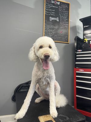 PETS R US GROOMING & SPA - Updated July 2025 - 23 Photos - 10203 Two ...