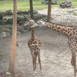 Giraffe's feeding