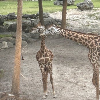 Brevard Zoo - Giraffe's feeding - Zoos Near Me - Melbourne, Florida