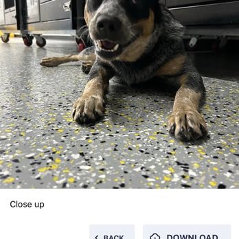 Playful Pack - Pet Boarding Near Me - Round Rock, Texas