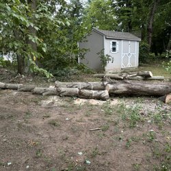Macomber Tree and Garden - Some of the tree trunk
