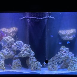 Saltwater aquarium Saltwater aquarium