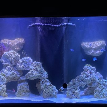 Sea Savvy Aquarium - Saltwater aquarium - Aquarium Services Near Me Sea Savvy Aquarium - Saltwater aquarium - Aquarium Services Near Me