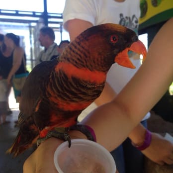 Turtle Bay Exploration Park - Lorikeets were fun - Museums Near Me - Redding, California Turtle Bay Exploration Park - Lorikeets were fun - Museums Near Me - Redding, California