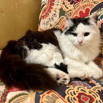 Dirty Little Paws Rescue - Pet Adoption Near Me