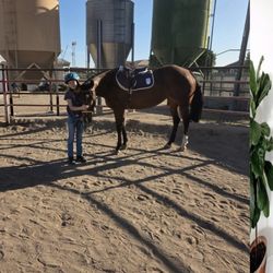 Horse Harmonies