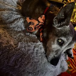 Barking Bubbles Spa - My sweet boy