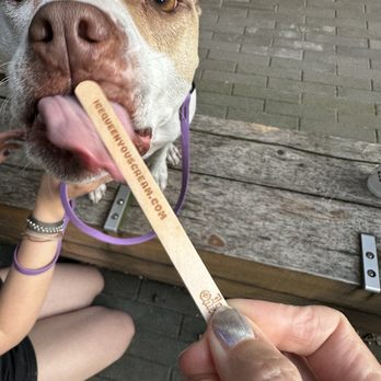 Ice Queen PDX - Cute popsicle sticks - Ice Cream & Frozen Yogurt Near Me - Portland, Oregon Ice Queen PDX - Cute popsicle sticks - Ice Cream & Frozen Yogurt Near Me - Portland, Oregon