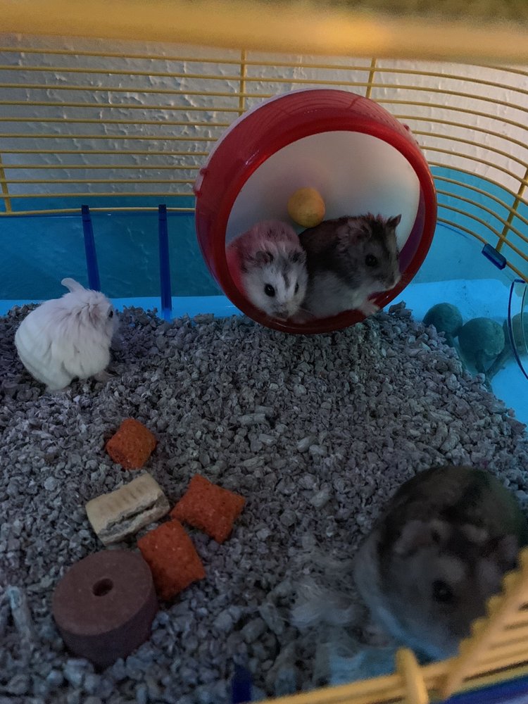 PET FINATICS Updated September 2024 16 Photos & 10 Reviews 3150