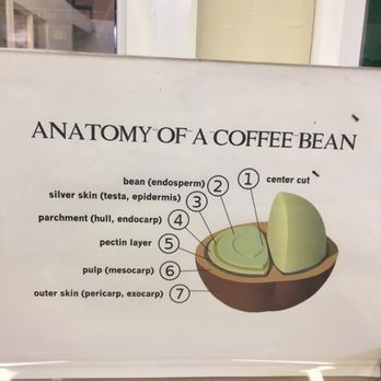 Ka'u Coffee Mill - Anatomy of a coffee bean - Coffee & Tea Near Me - Pahala, Hawaii Ka'u Coffee Mill - Anatomy of a coffee bean - Coffee & Tea Near Me - Pahala, Hawaii
