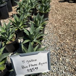 Blue Flame Agave