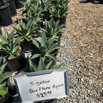 Curby's Nursery - Blue Flame Agave - Nurseries & Gardening Near Me - Temecula, California