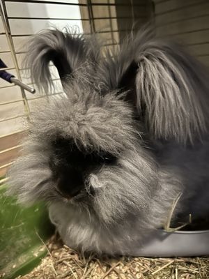 RABBITATS RESCUE SOCIETY - Updated June 2026 - Vancouver, British ...
