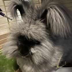 Rabbitats Rescue Society