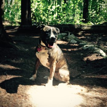 Dog Boss - Pet Sitting Near Me