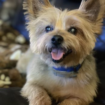 Sydnee's pet grooming - Khloe after grooming. She is a happy customer. - Pet Groomers Near Me - Escondido, California Sydnee's pet grooming - Khloe after grooming. She is a happy customer. - Pet Groomers Near Me - Escondido, California